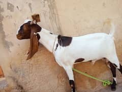 Qurbani