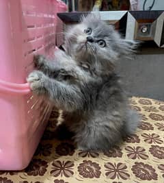 Persian cat female potty train triple code 03293556197 my WhatsApp