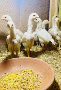 White Shamo chiks healthy active