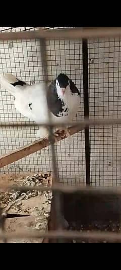 1 male pamoz 1pair lakha breeder with 2 baby