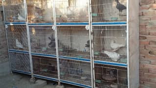 4 cage 4 porshan waly