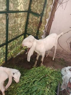 rajanpuri