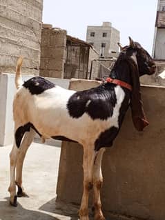 Khassi Bakra kamori