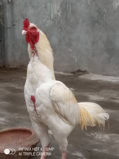 Hera Aseel