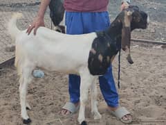 Nawabshahi Bakra For Qurbani