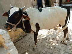 bull/cow/weda