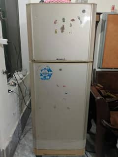 PEL Mediyam  Goldan 03006609334