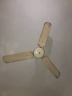 Royal fan