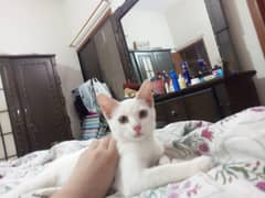 Three Months Beautiful cat