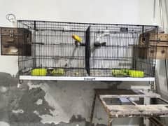 king size pair letno and albino offer all cage with box b sate