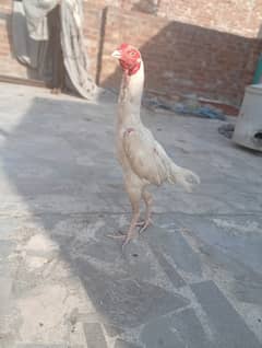 Heera Aseel pattha