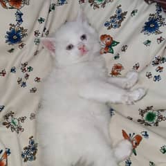 || PURE PERSIAN BREED KITTENS AVAILABLE ||