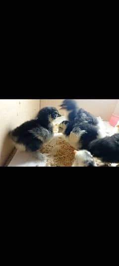 Bantam