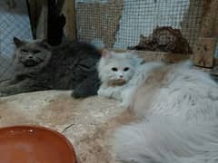 Pershion cats avalible