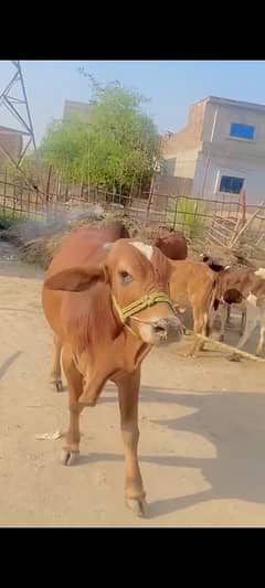 sara donda ha jo marzi lalu heavy ha sara 03137382063