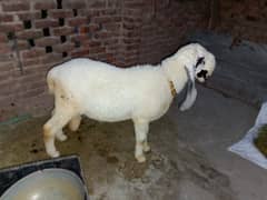 Sheep