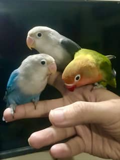 Fully hand tame lovebirds Oplines fisheri friendly healthy