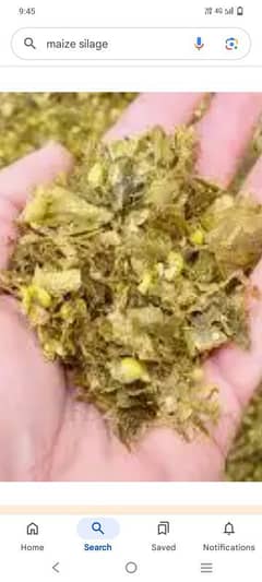 Data corn silage