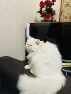 Cat for sale