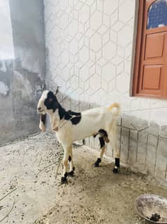 2 dant bachre jori ka 120000