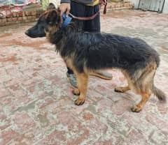 GERMANSHEPHERD DOG FOR SALE  it is black mask long coat  age 9 month