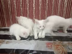 Persian kitten 70 days blue & gray