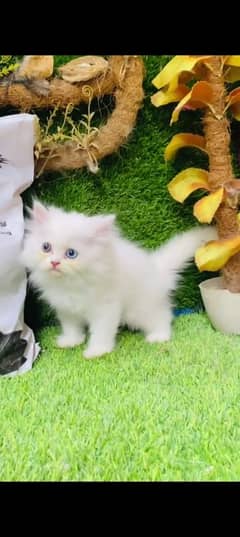Persian cat for sale male or female  my WhatsApp03301750780