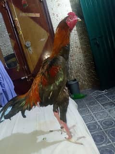 poyore Thai morga color lekha black