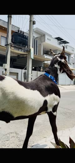 Qurbani Bakra/Goat/Heavy weight Bakra