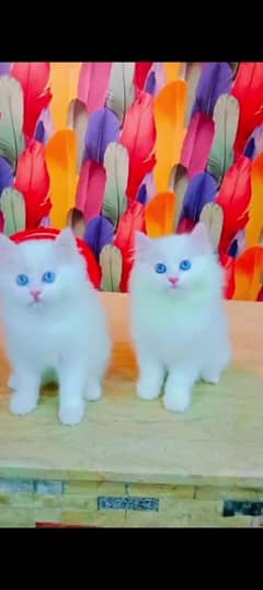 Persian cat for sale male or female my WhatsApp 03301750780
