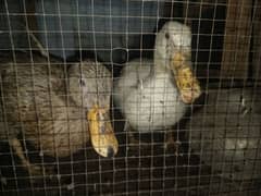 desi duck pair breeder egg dy rhi ha