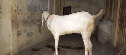 Qurbani ka Bakra