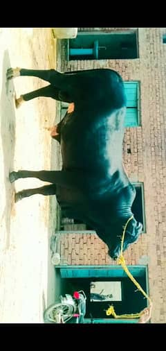 Sahiwal