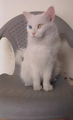 Parcian cat female