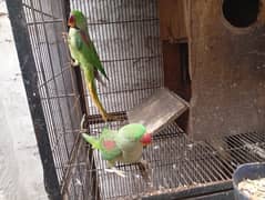 Raw Parrot