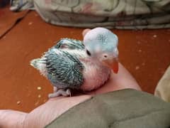 chicks pair almost 1 month