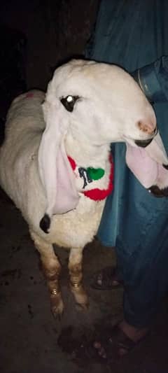 bakra(shatra+kajla)