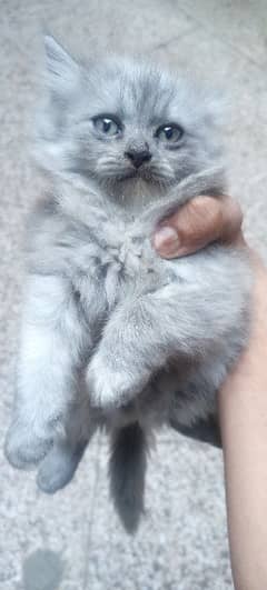 Persian Female Kitten 1.5 Month of Age | Grey Color
