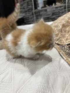Male kitten 5 face