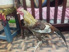 Pure Desi Murgha Murghi Pair with Chick