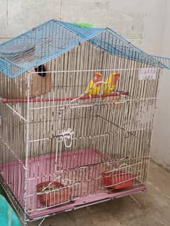 love birds pair