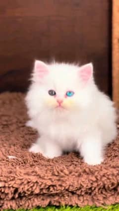 Persian Cat Active & Healthy
