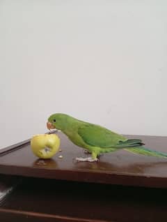 green ringneck parrot age above 3 month active