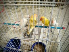 Love birds