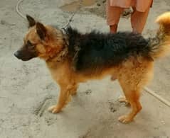 Belgium Shepherd Dog