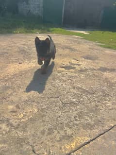 German shepherd female puppies