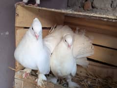 Fancy Pegion for sale white Lucky, Black tail, Red tail kabootar