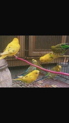 Australian parrots for sale