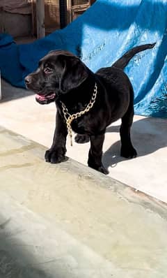 British Black labrador male pedigree puppy