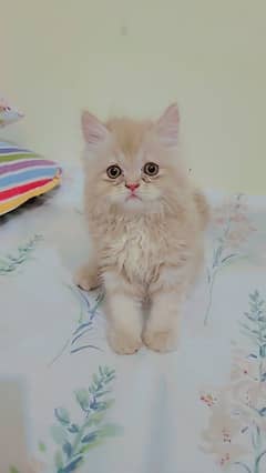 persian cat kitten